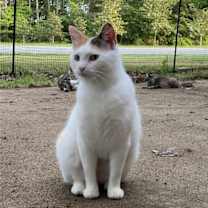 Thumbnail photo of Rosie #2