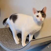 Thumbnail photo of Tunie #2 Napa HM #1