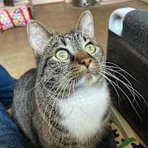 Thumbnail photo of Snoopy #3