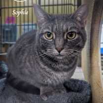 Thumbnail photo of Sophie #1