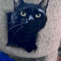 Thumbnail photo of Catwoman #3