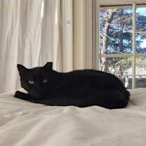 Thumbnail photo of Simba - declawed #2