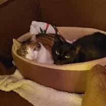 Thumbnail photo of Simba - declawed #3