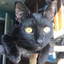 Thumbnail photo of Kodama ♥ #2