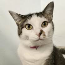 Thumbnail photo of Georgie #2
