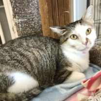 Thumbnail photo of Georgie #3