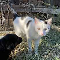 Thumbnail photo of Coco #1
