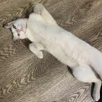 Thumbnail photo of Coco #2