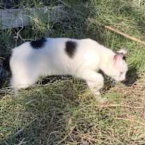 Thumbnail photo of Coco #3