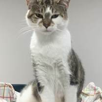 Thumbnail photo of Yoko #2