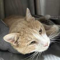 Thumbnail photo of Twinkie Pie #4