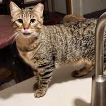 Thumbnail photo of Munch #1