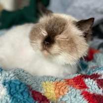 Thumbnail photo of Odette #1