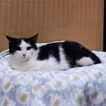 Thumbnail photo of Outlaw #1