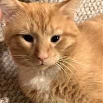 Thumbnail photo of zz 'Ziggy' courtesy listing #1