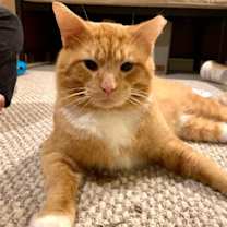 Thumbnail photo of zz 'Ziggy' courtesy listing #2