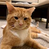Thumbnail photo of zz 'Ziggy' courtesy listing #3