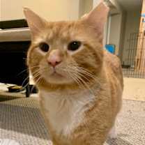 Thumbnail photo of zz 'Ziggy' courtesy listing #4