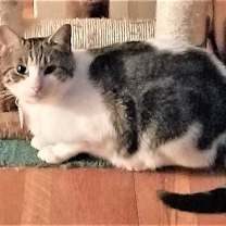 Thumbnail photo of KITTEN LATTE- FOSTER OR FOREVER HOME NEEDED #1