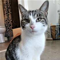 Thumbnail photo of KITTEN LATTE- FOSTER OR FOREVER HOME NEEDED #2