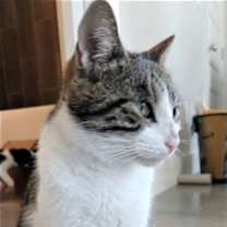 Thumbnail photo of KITTEN LATTE- FOSTER OR FOREVER HOME NEEDED #3