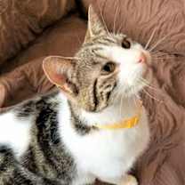 Thumbnail photo of KITTEN LATTE- FOSTER OR FOREVER HOME NEEDED #4