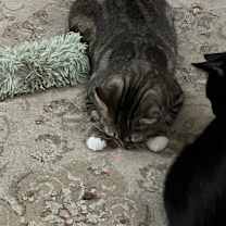 Thumbnail photo of April #4