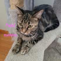 Thumbnail photo of Pedal #4