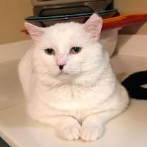 Thumbnail photo of Lightning #3