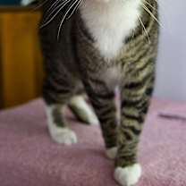 Thumbnail photo of Newt #1