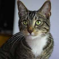 Thumbnail photo of Newt #3