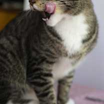 Thumbnail photo of Newt #4