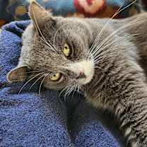 Thumbnail photo of Thomas #2