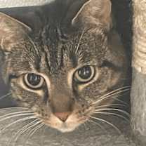 Thumbnail photo of Hermione #4