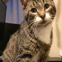 Thumbnail photo of Tyrone #1