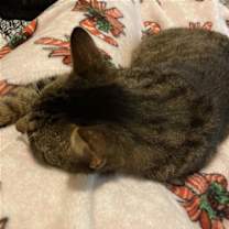 Thumbnail photo of Tyrone #3