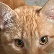 Thumbnail photo of 6635 Prince #4