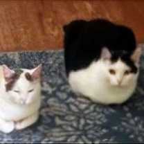 Thumbnail photo of CHARGER and CHALLENGER #3