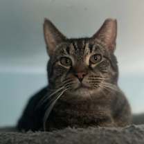 Thumbnail photo of Stephen King #1