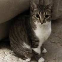 Thumbnail photo of Trixie #3