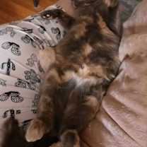 Thumbnail photo of Sophie #3