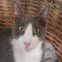 Thumbnail photo of Grayson (w/ Lucas) #2