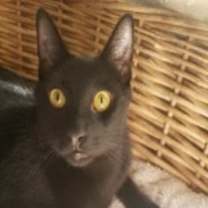 Thumbnail photo of Grayson (w/ Lucas) #3