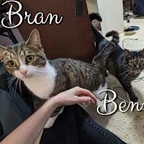Thumbnail photo of Bran & Benny #3