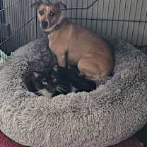 Thumbnail photo of Mr Pringles #1