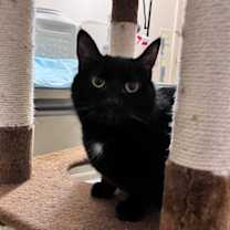 Thumbnail photo of Carlton #3