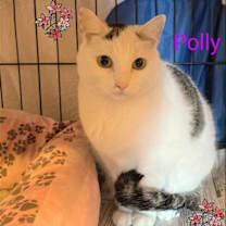 Thumbnail photo of Polly- I need a foster! #1