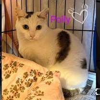 Thumbnail photo of Polly- I need a foster! #2