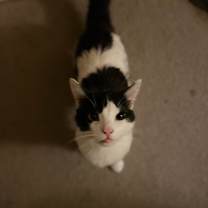 Thumbnail photo of Panther #1