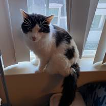 Thumbnail photo of Panther #2